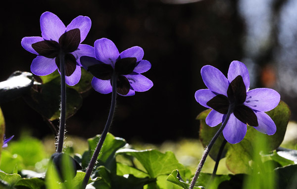 Bl&aring; Anemone